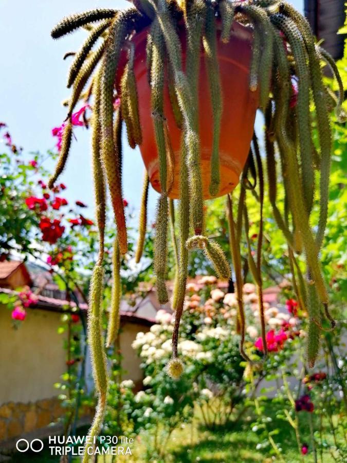 فندق Modern&Cozy Bosnian House With Garden+Free Parking سراييفو المظهر الخارجي الصورة